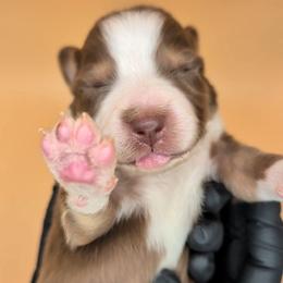 Remi4Boy3- RTM, LONG tail, blue eyes likely, CHIC-OFA-DNA-AKC Titled Parents - Red tri-color male Australian Shepherd puppy in South Hill, Virginia from Silverside Aussies LLC