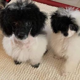 Poodle All Grown Up from Okie’s Cuties