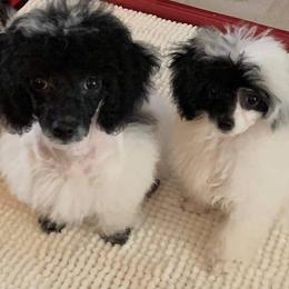 Poodle All Grown Up from Okie’s Cuties