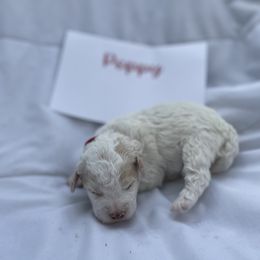 Poppy - White female Lagotto Romagnolo puppy in Minster, Ohio from 1880 Lagotto