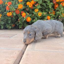 Silver - Blue and cream female Dachshund puppy in Glendale, Arizona from Collier Dachshunds