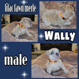 Boy 2 - French Bulldog puppy in Sandy, Utah from Fanciful Frenchies