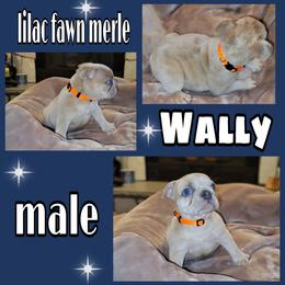 Boy 2 - French Bulldog puppy in Sandy, Utah from Fanciful Frenchies