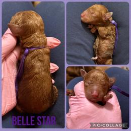 Belle Star - Red  female Poodle puppy in Mount Vernon, Illinois from AMC Poodles