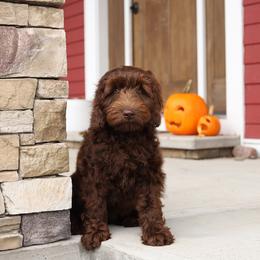 Manhattan - Chocolate male Australian Labradoodle puppy in Williamstown, New York from Lewis Manor Labradoodles