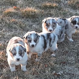 Australian Shepherd Puppies from AJD Aussies