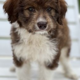 Aussiedoodle Puppies from A Dose Of Doodle