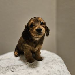 Dachshund Puppies from Loyal Lil Dachshunds