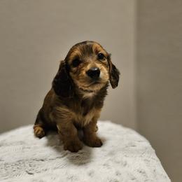 Dachshund Puppies from Loyal Lil Dachshunds