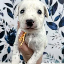 Yellow - White and black female Dalmatian puppy in Gray, Georgia from Fuller Spots