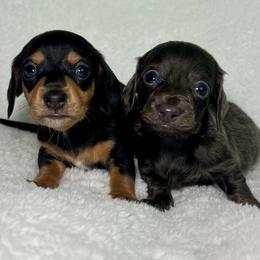 Dachshund Puppies from Mini Dachshund Pups LB