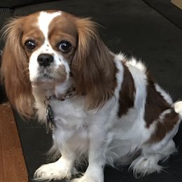 Cavalier King Charles Spaniels from I'm A Cavaholic!!!