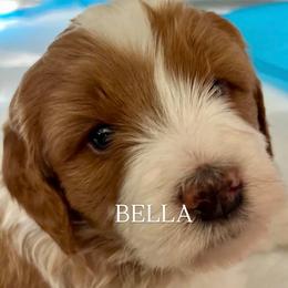 Bella - female Golden Mountain Doodle puppy in Grand Junction, Colorado from Belles Golden Mountain Doodles