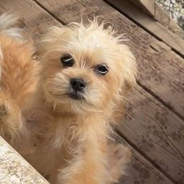 Misty - Sable female Assorted Doodle Crosses puppy in Kentucky from Em&M Pomeranians