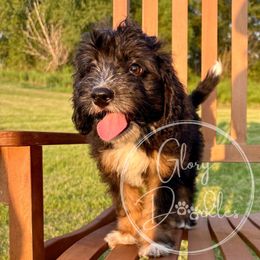 Sake (Yellow) - Tri-color female Bernedoodle puppy in Rockwall, Texas from Glory Doodles
