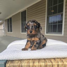 Alexander - Merle male Cavapoo puppy in Floyd, Virginia from Hearts and Paws Poodles and Doodles
