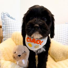 Detective - Black male Australian Labradoodle puppy in Valley Springs, California from Blue Denim Doodles