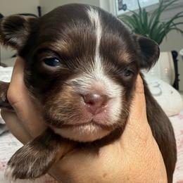 Comet - Chocolate and tan male Chihuahua puppy in Citrus Heights, California from Golden State Chihuahuas