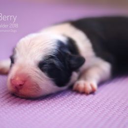 Border Collie Puppies from Inspire Performance Dogs