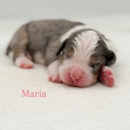 Maria (girl) - Blue merle female Bernedoodle puppy in Bellville, Ohio from Bernedoodle Buddies