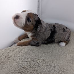Bernedoodle Puppies from Mountain Top Bernedoodles