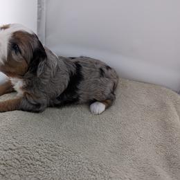 Bernedoodle Puppies from Mountain Top Bernedoodles