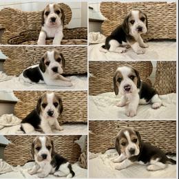 3rd Choice Baby Boy - Black tan and white male Beagle puppy in Monticello, Georgia from Beaglelove