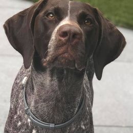 German Shorthaired Pointer All Grown Up from Madrone German Shorthaired Pointers