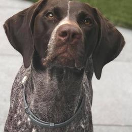 German Shorthaired Pointer All Grown Up from Madrone German Shorthaired Pointers