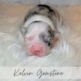 Kelvin Gemstone - Blue merle and white male American Corgi puppy in Greenwood, Indiana from Witch Creek Corgis