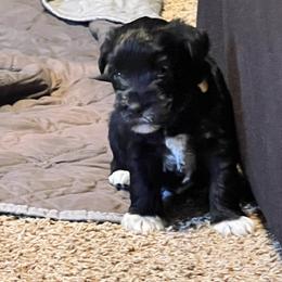 Miniature Schnauzer Puppies from Chantel's Miniature Schnauzers