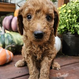 Caeleb - Goldendoodle puppy from Woodland Creek Goldendoodles