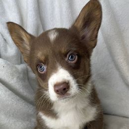 Zero - Liver and white male American Corgi puppy in Grants Pass, Oregon from KnR Antler Dogs