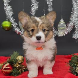 Morty(Tsunami) - Sable male Pembroke Welsh Corgi puppy in Dickeyville, Wisconsin from J&R Shepherds & Corgis