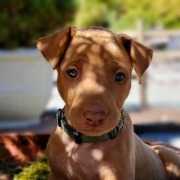 Pharaoh Hound Puppies from ACE Pharaoh Hounds