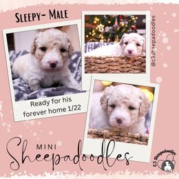 Sleepy - Fawn and white Sheepadoodle puppy in Bloomfield, New Jersey from C3 Sheepadoodles