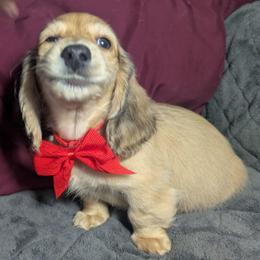 6 Jumbo - Cream male Dachshund puppy in Central Point, Oregon from MRS Long Dog Ranch
