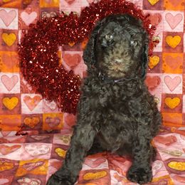 Aussiedoodle and Poodle Puppies from Waterford Doodle Farm