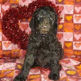 Aussiedoodle and Poodle Puppies from Waterford Doodle Farm