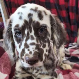 Lute (was Sally) (Purple Collar) Homozygous LUA - White and liver brown female Dalmatian puppy in Raymondville, Missouri from Wagner's Dalmatian's