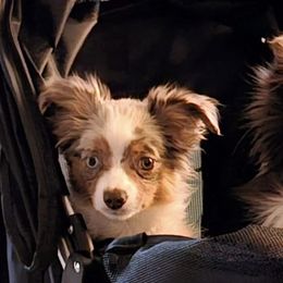 Toy Australian Shepherds from BeachLife Aussies