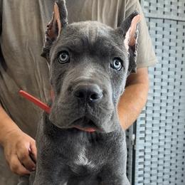 Red Collar - AKC and ICCF Champion Sired Boy - Gray male Cane Corso puppy in Gorman, Texas from McOmber Country Kennels