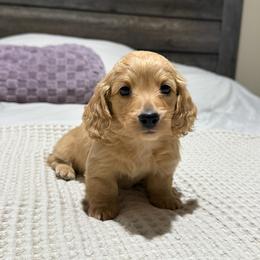Cream boy - Cream male Dachshund puppy in Defuniak Springs, Florida from Anastasia Knight's Cocker Spaniels