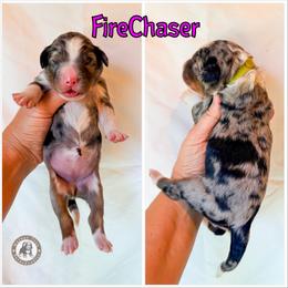 FireChaser - Blue merle female Bernedoodle puppy in Banner Elk, North Carolina from Walnut Tree Bernedoodles
