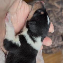 D'Artagnan - Black white and tan male Collie puppy in Malvern, Arkansas from Lost Acres Collies