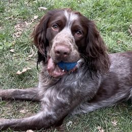 Remi - English Springer Spaniel