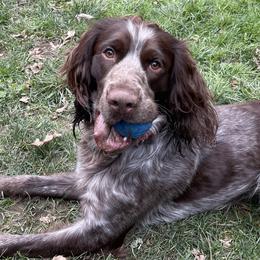Remi - English Springer Spaniel