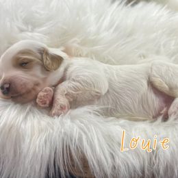Louie - Parti male Goldendoodle puppy in Jonesboro, Arkansas from Honeysuckle Creek Goldendoodles