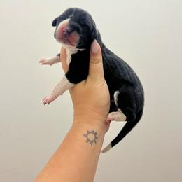 Purple collar - Mantle female Great Dane puppy in Miami, Florida from RP DANES