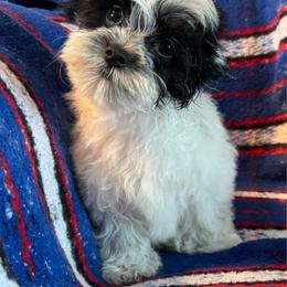 Boy - Black & white male Maltipoo puppy in Cisco, Texas from Fancy Pants Maltese